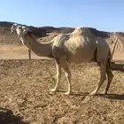 للبيع فحل اوضح