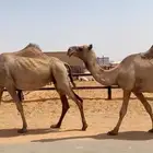 لقحات مقاريب