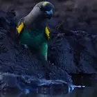 جوز من نوادر الطيور ماير