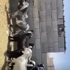 تيوس طيبه
