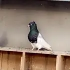 زوج حمام