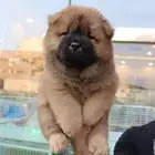 تشاو تشاو مستوردين FCI