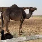 خلفه ام ثالث تحته بكره مجهم لبن واجد