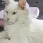 Maine Coon cat (sold)