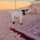 تيس قزمي