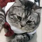 قطين انثى وذكر للبيع