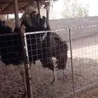 طقم نعام للبيع وزوجين