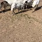 للبيع غنم رفد