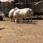 رخال صنف رخال حريات