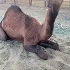 قعود كفو ضغط عالي