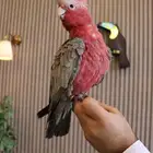 فرخ كوكاتو جالا تقسيط (تابي)