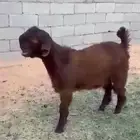 تيس شامي