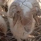 فحل نعيمي للبيع