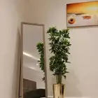 شقه مؤثثه للإيجار بجازان   جيزان