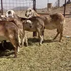 للبيع شياه سواكن درمانيات
