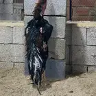 ديك شامو الماني خارجي