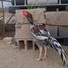 ديك باكستاني للبيع