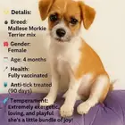 Mallese Morkje and Terrier mix pupy for free adoption