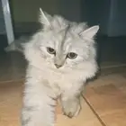 قطة مهجنة شيرازي سكوتش البيع لأعلى سوم