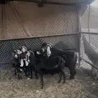 معزا عارضات للبيع