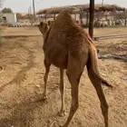 حاشي لباني للبيع