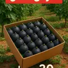 تين طازج من المزرعه