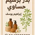 بذر برسيم حساوي