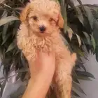 بودل توي احجام صغيره مستويات عاليه
