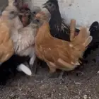 حباحب وكويتيات