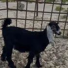 جفره مقنوي ولا ذبح