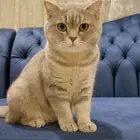 قطوه بريتيش شورت انثى للبيع