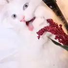 كيتن قطط للبيع - kitten 4 sell