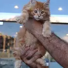 Maine coon orang male