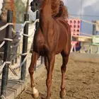فرس واهو