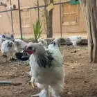 دجاج براهما كولومبي