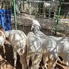 سواكني جزعان مرابي اعمارها حول ال 8 شهور