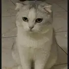 قط سكوتش فولد للتبني