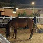 حصان واهو للبيع