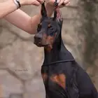 جراء دوبر مان مستورده من روسيا