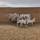 معزا جروم جم بدون قرون