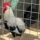 دجاج دندراوي
