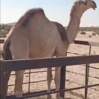 قعود مشروع فحل