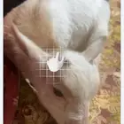 حائل