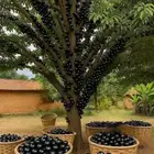 مزارع خبرة بالزراعة