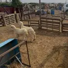 كباشة تربية