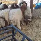للبيع عدد 7 خرفان نعيمي
