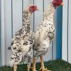 جوزين كوشامو قزم