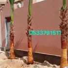 نخل واشنطني