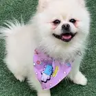 كلب بومرينيان بوبي أوكراني تدي فيس بيور