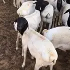 غنم برابر عددها 19 سمينه وعلفها طيب وترعى يوميا